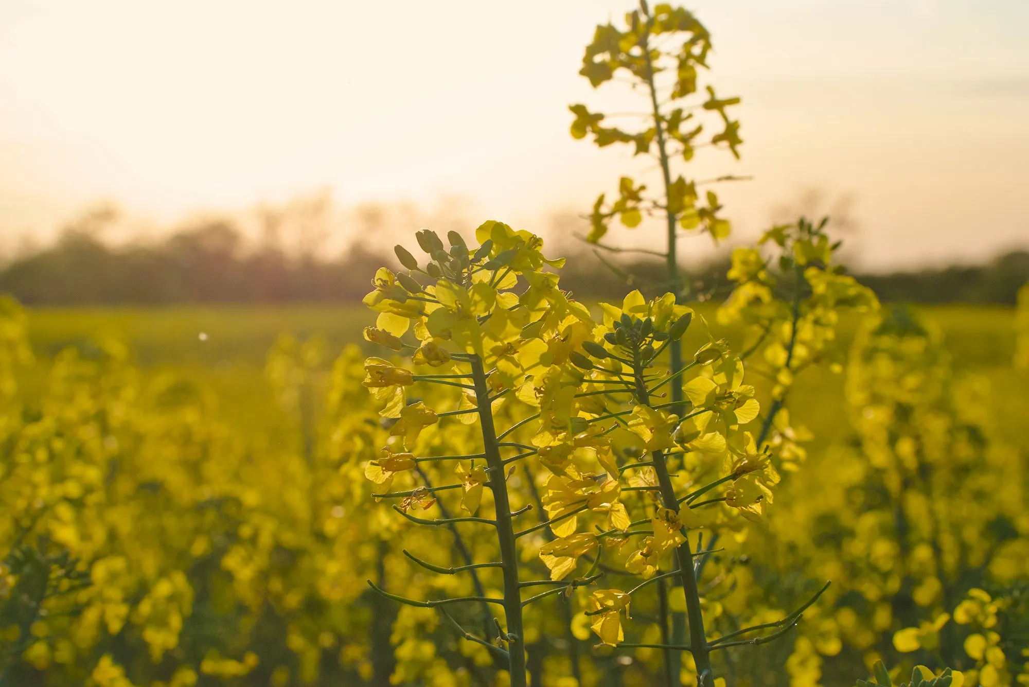 Yellow fields