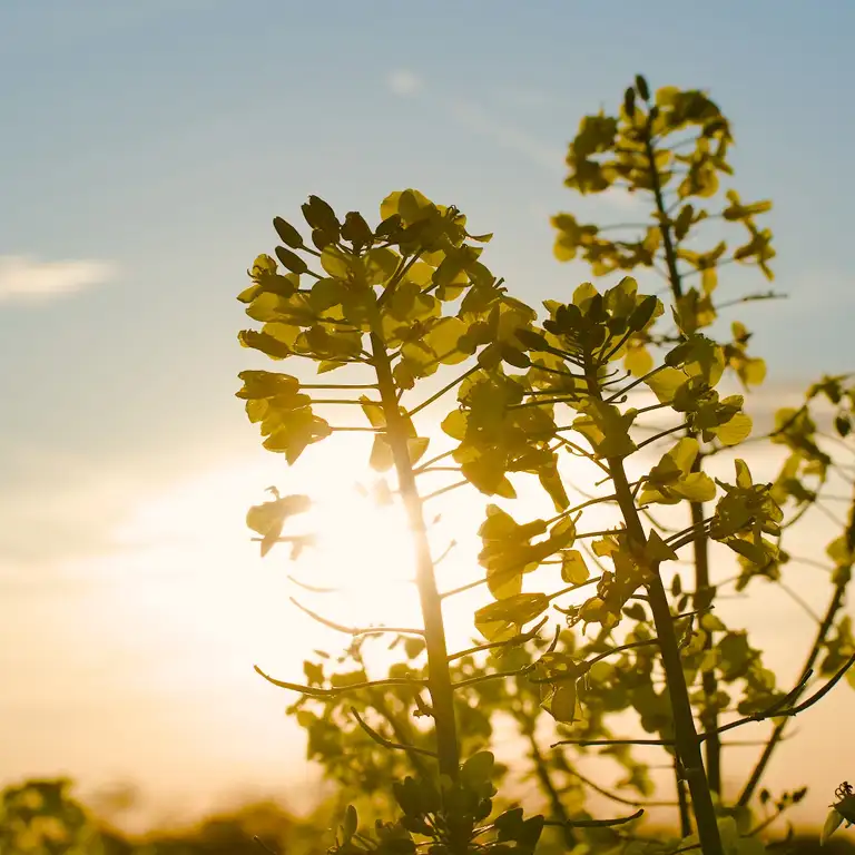 Yellow fields