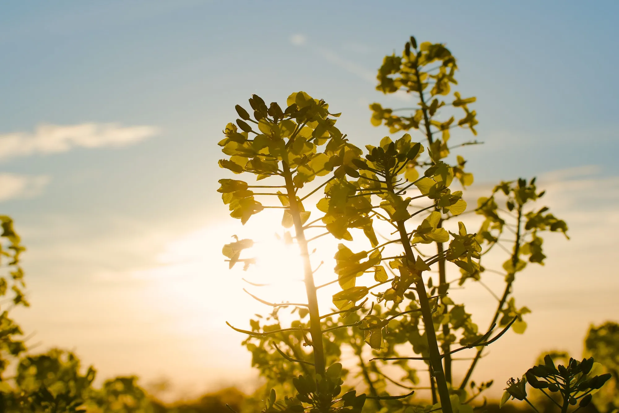 Yellow fields