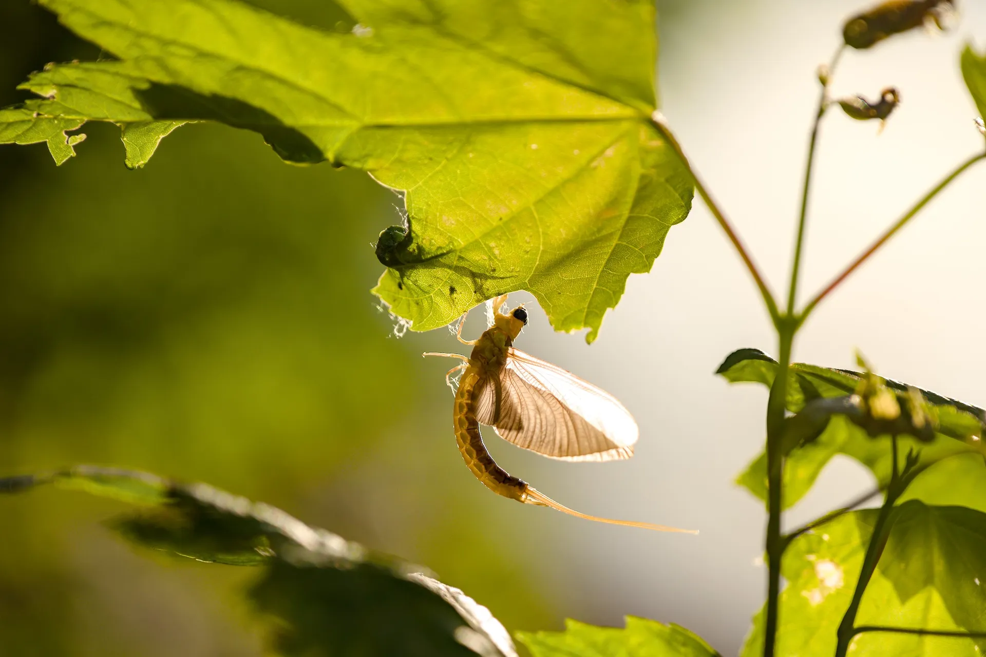 Mayflies over the Tisza