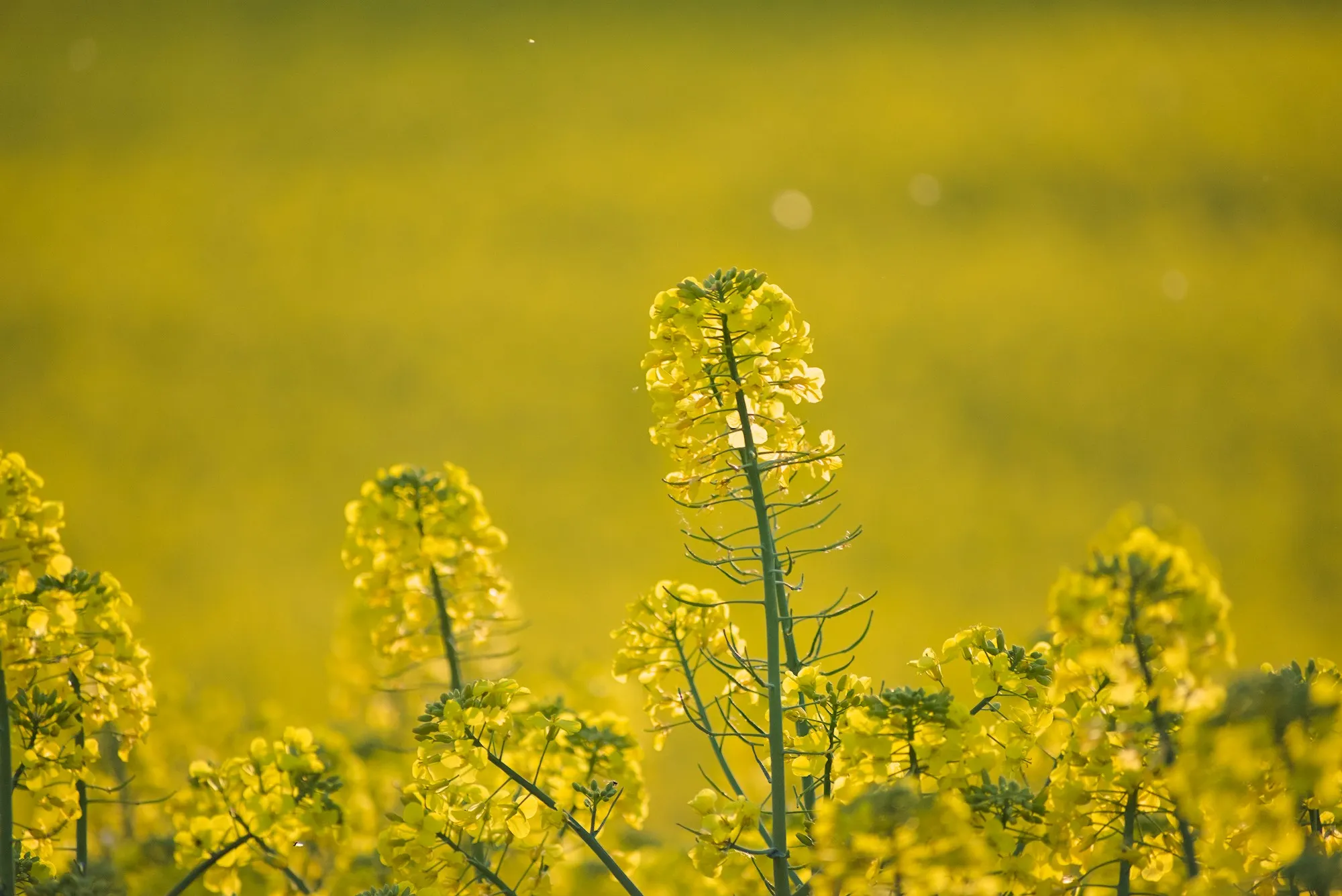 Yellow fields