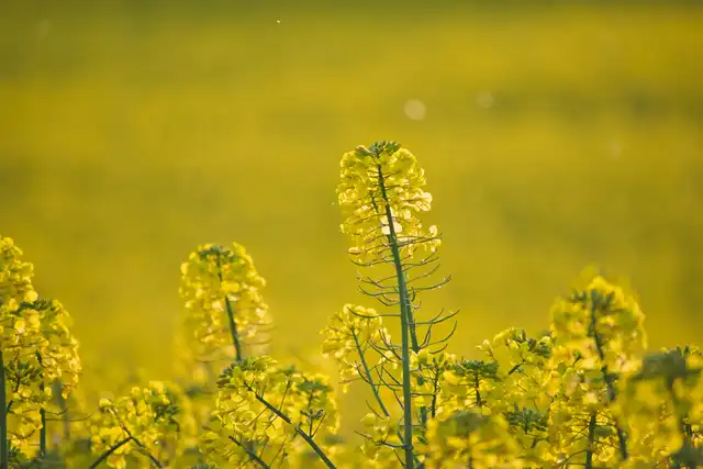 Yellow fields