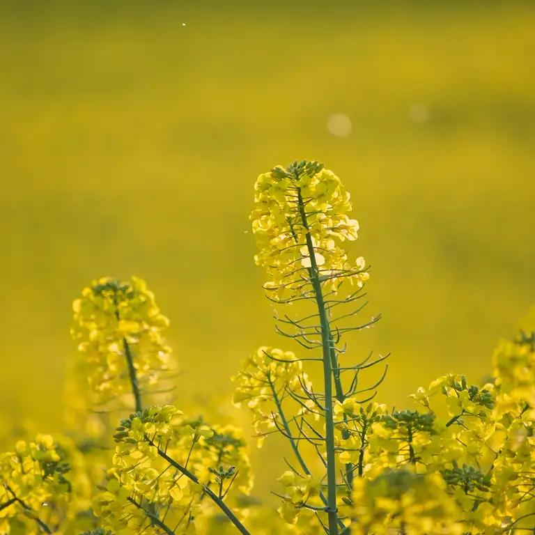 Yellow fields