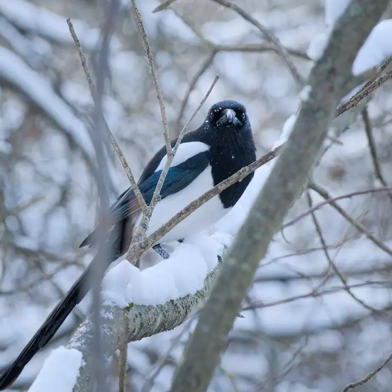 Snow in Sundbyberg