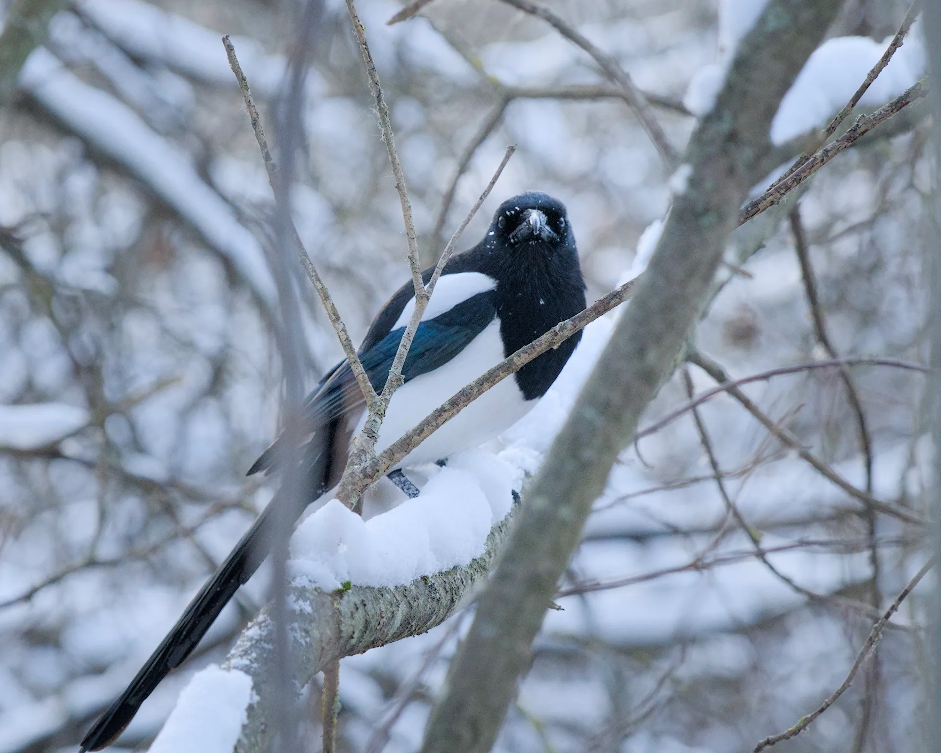 Snow in Sundbyberg