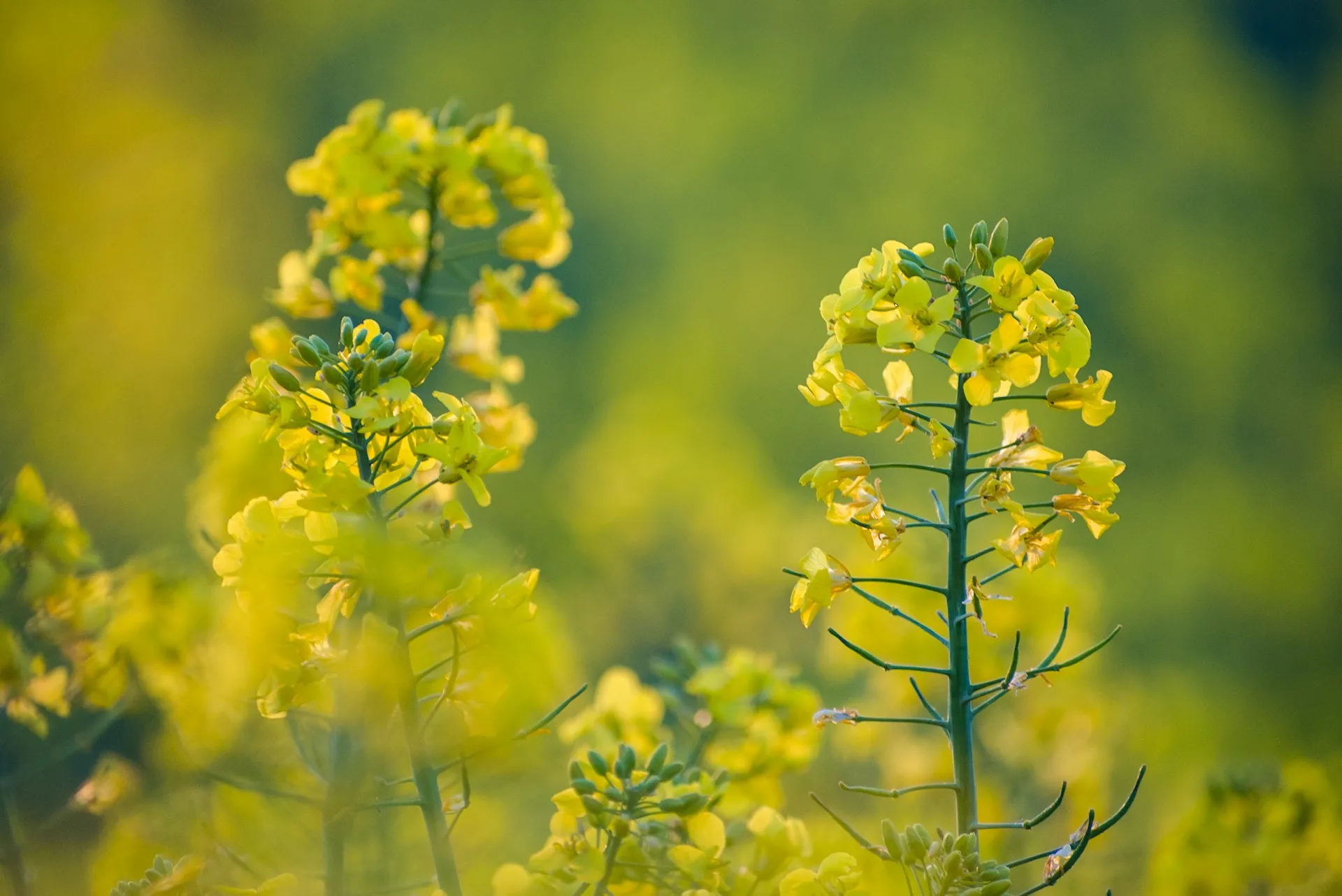 Yellow fields