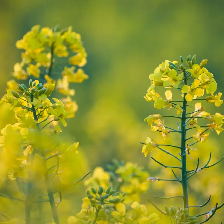 Yellow fields