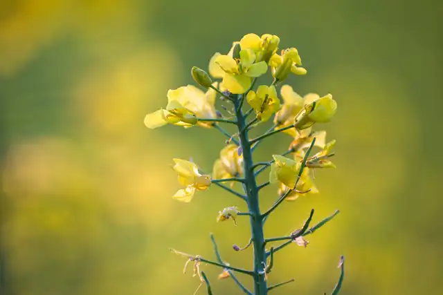 Yellow fields