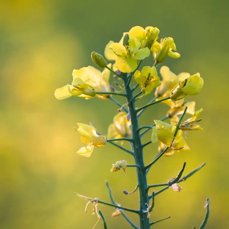 Yellow fields