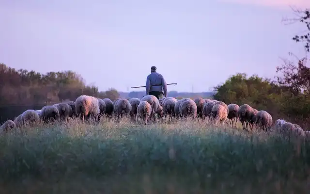 Yellow fields