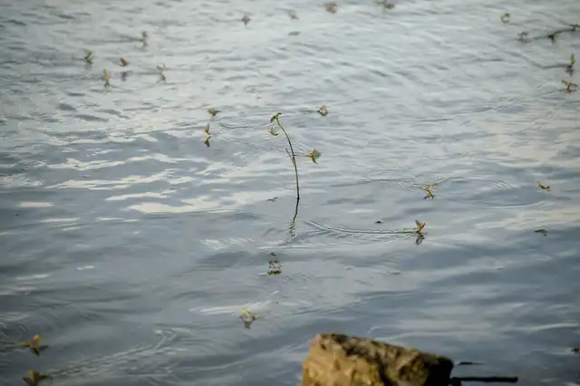 Mayflies over the Tisza