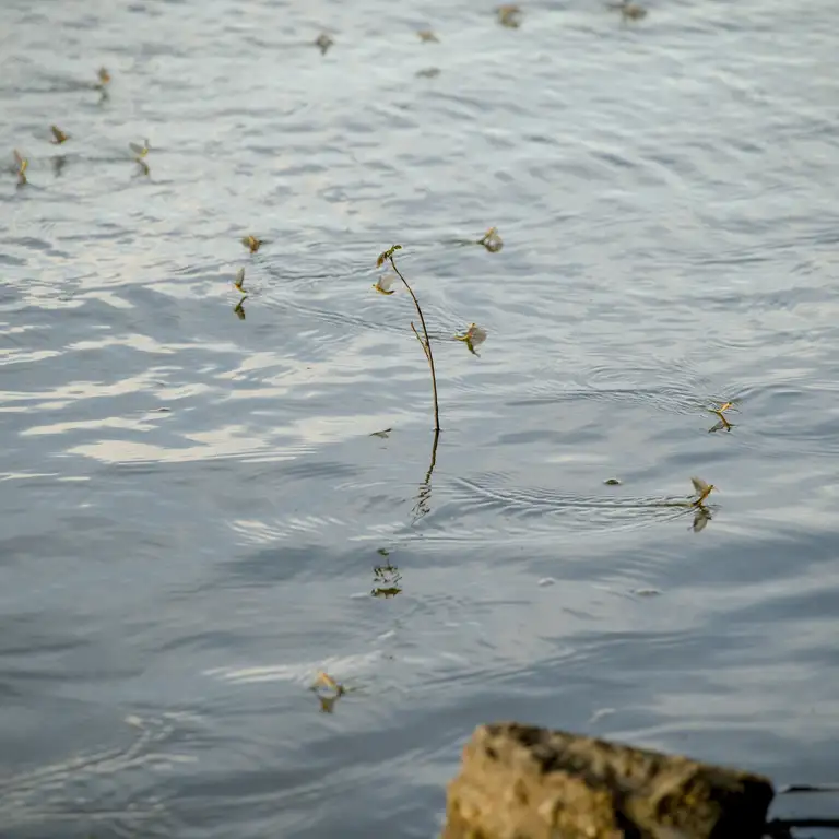 Mayflies over the Tisza