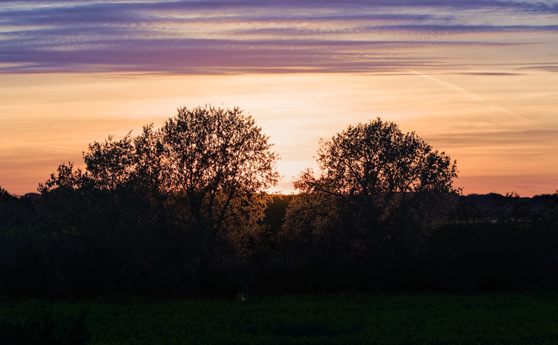 Yellow fields