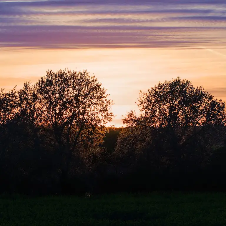 Yellow fields