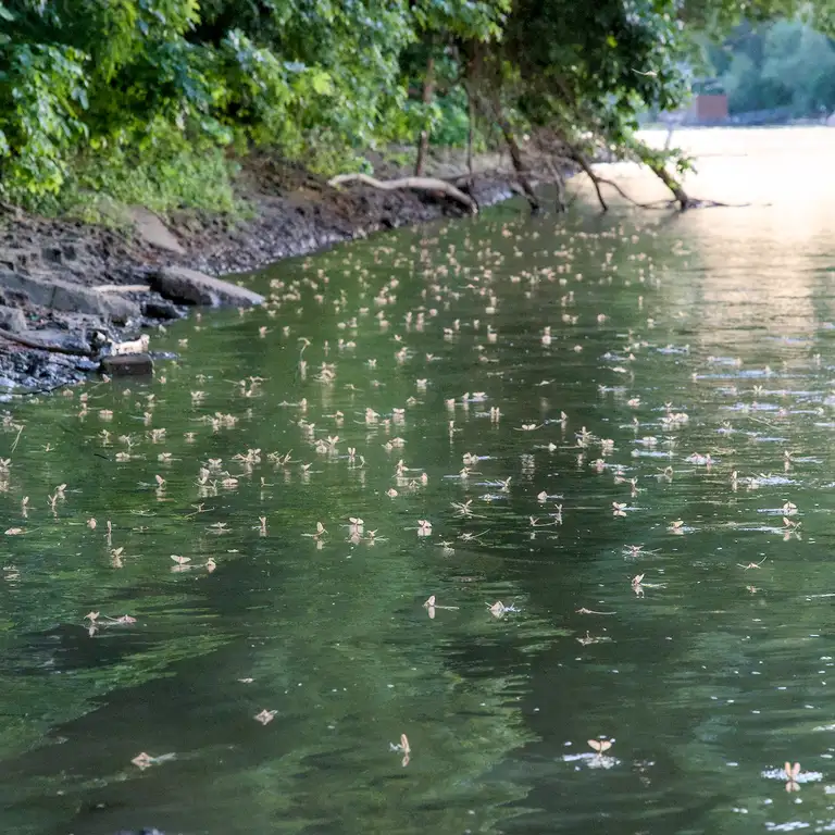 Mayflies over the Tisza