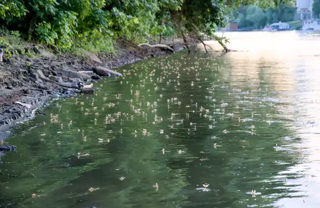 Mayflies over the Tisza