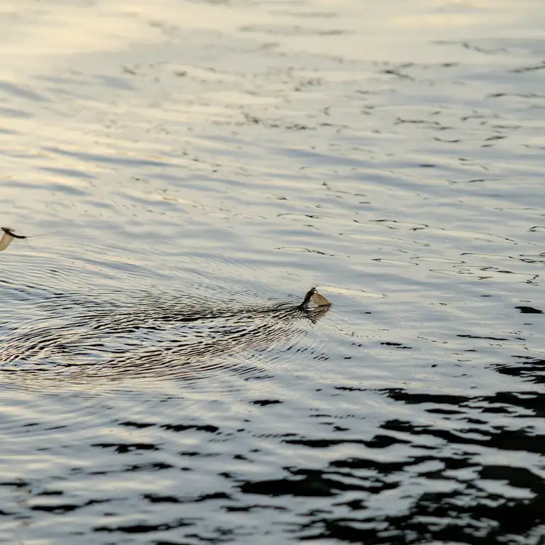 Mayflies over the Tisza