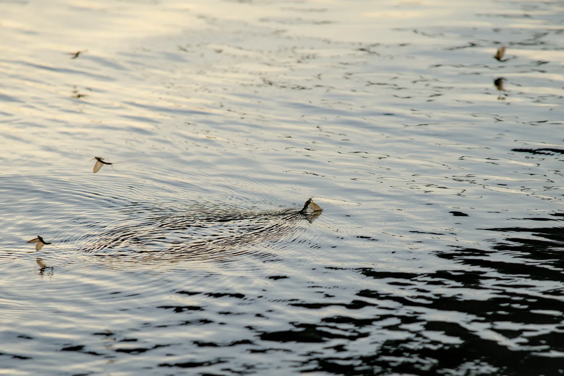 Mayflies over the Tisza