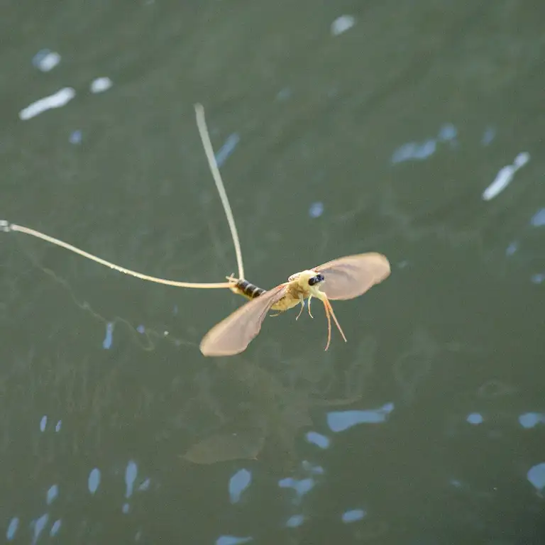 Mayflies over the Tisza