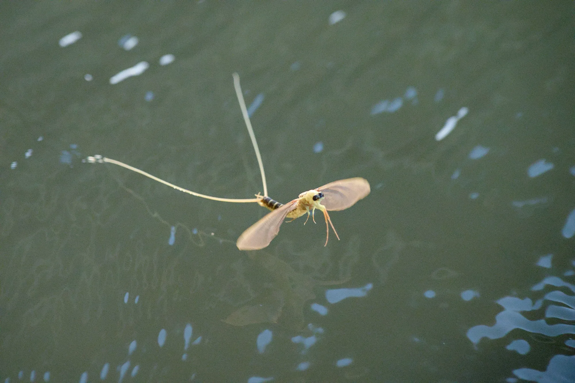 Mayflies over the Tisza