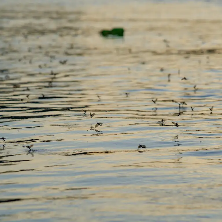 Mayflies over the Tisza