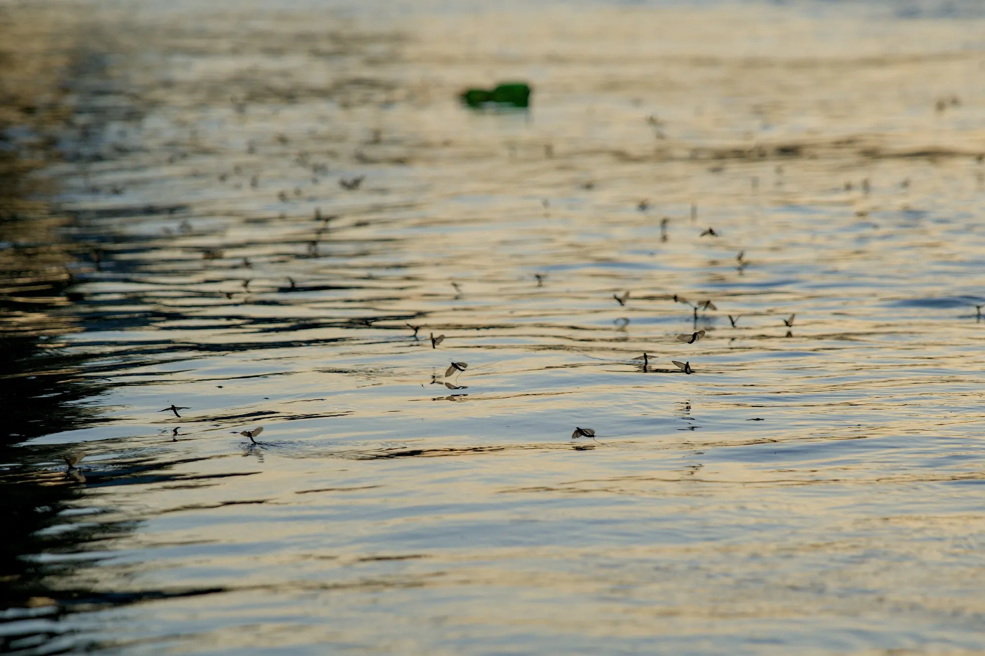 Mayflies over the Tisza