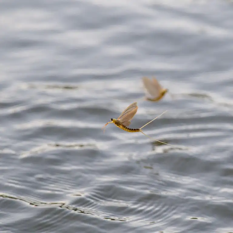 Mayflies over the Tisza