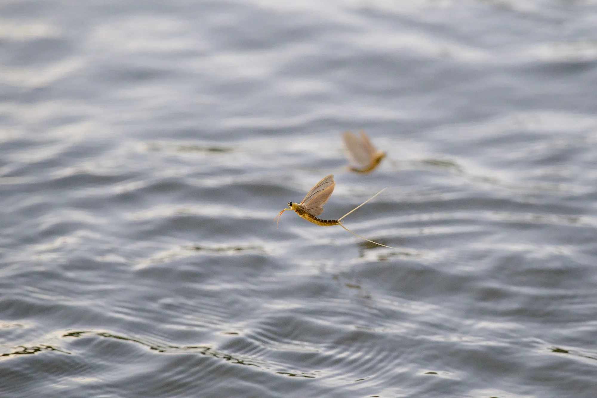 Mayflies over the Tisza