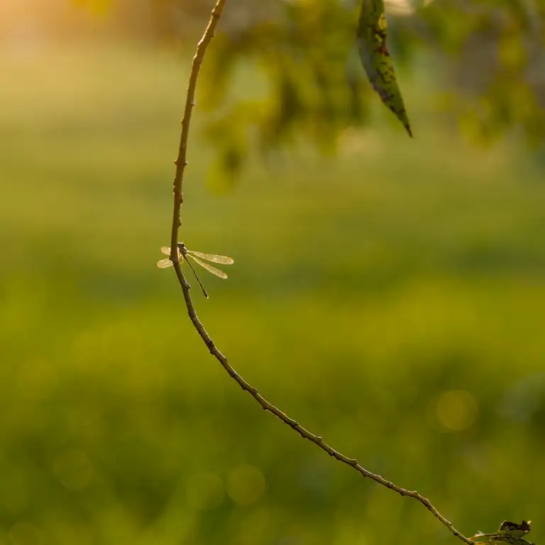 Sundown photos in Sziksós