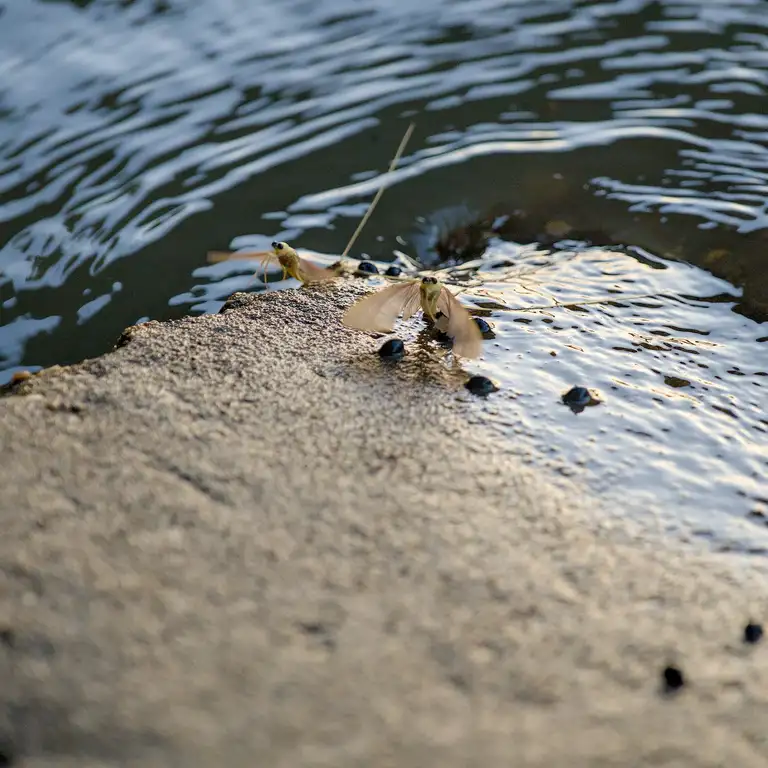 Mayflies over the Tisza