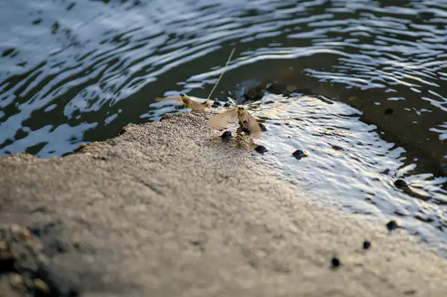 Mayflies over the Tisza