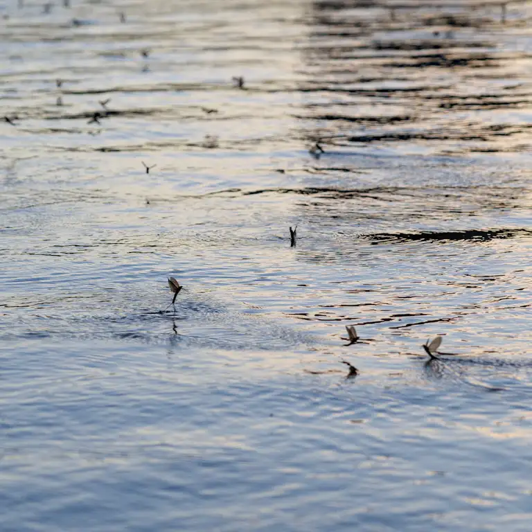 Mayflies over the Tisza