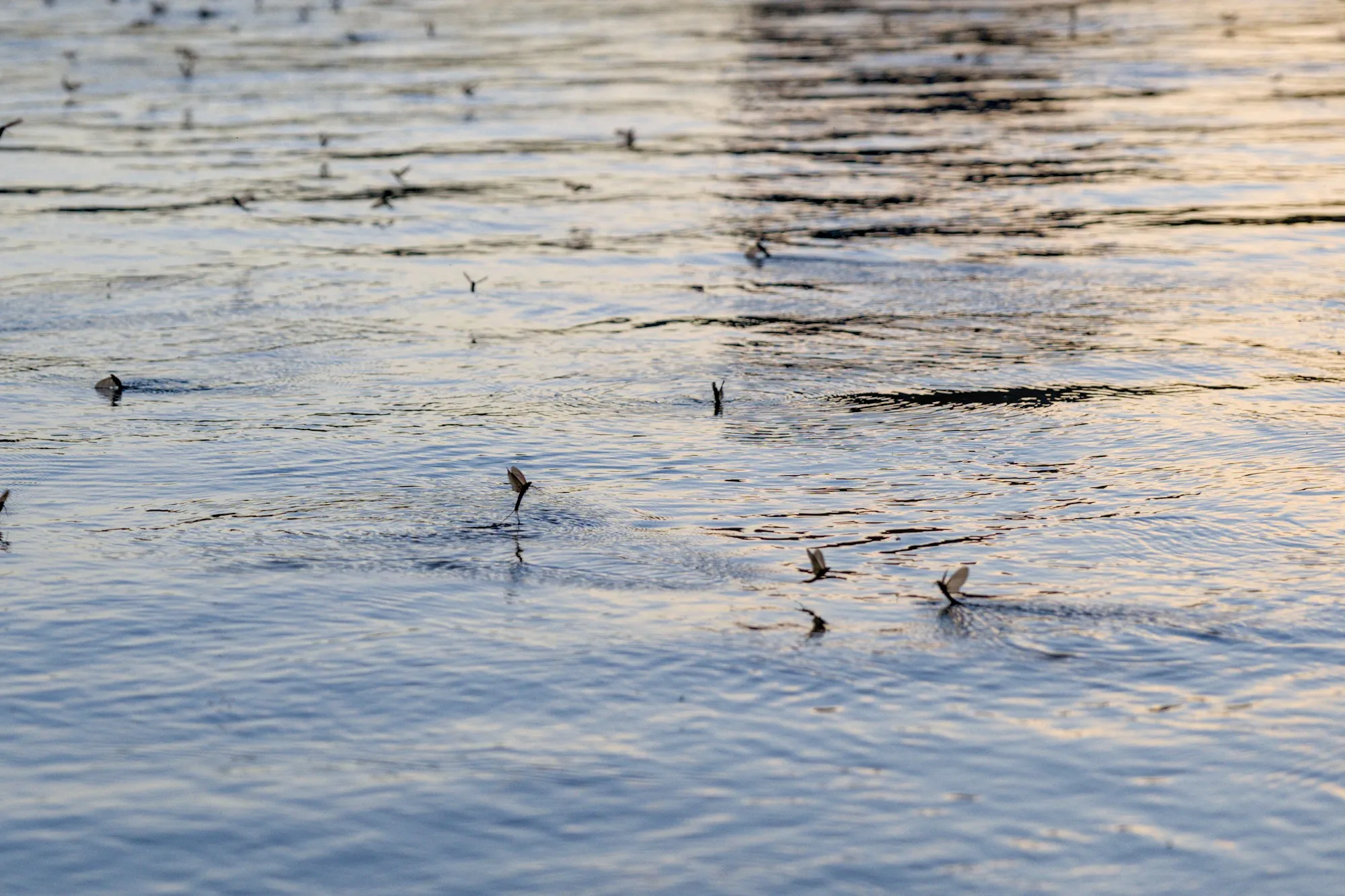 Mayflies over the Tisza